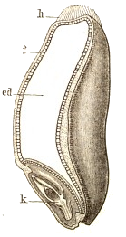 /images/weizenkorn_im_laengsschnitt.png#floatright